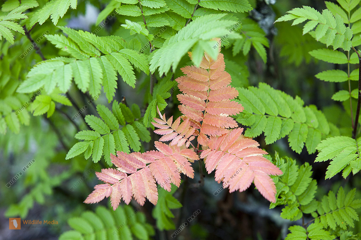 Vogelbeerbaum Eberesche Sorbus Aucuparia Im Sommer Bild Bestellen 
