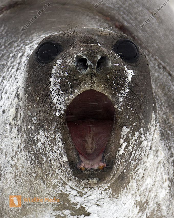 Südlicher See-Elefant