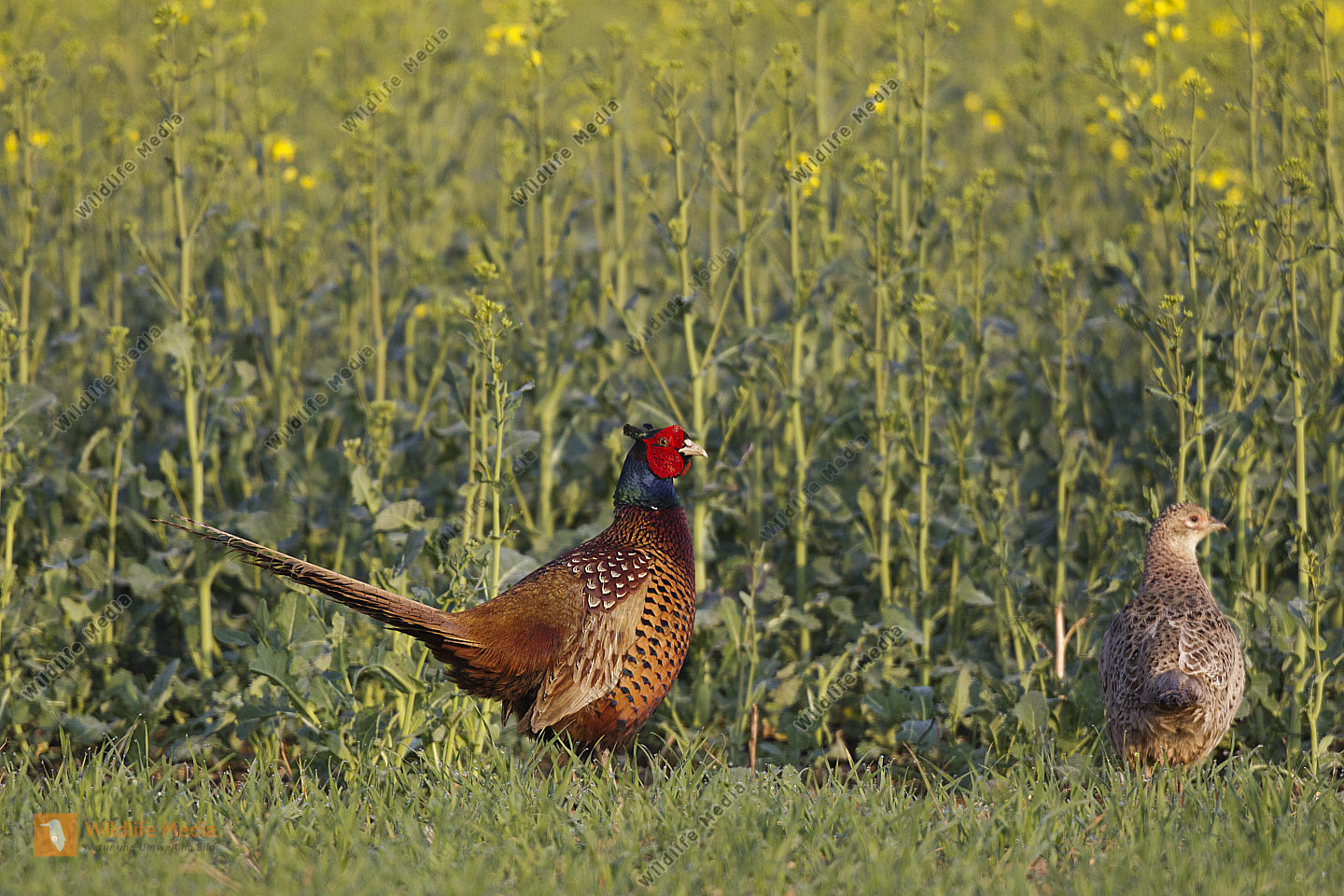 Fasan Hahn mit Henne Bild bestellen - Naturbilder bei Wildlife Media