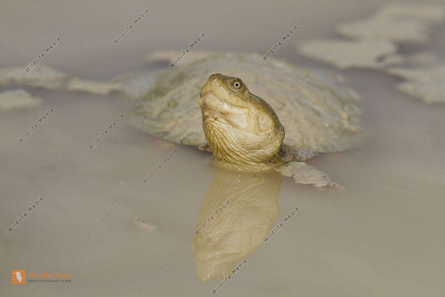 Weichschildkröte Bild bestellen Naturbilder bei Wildlife Media