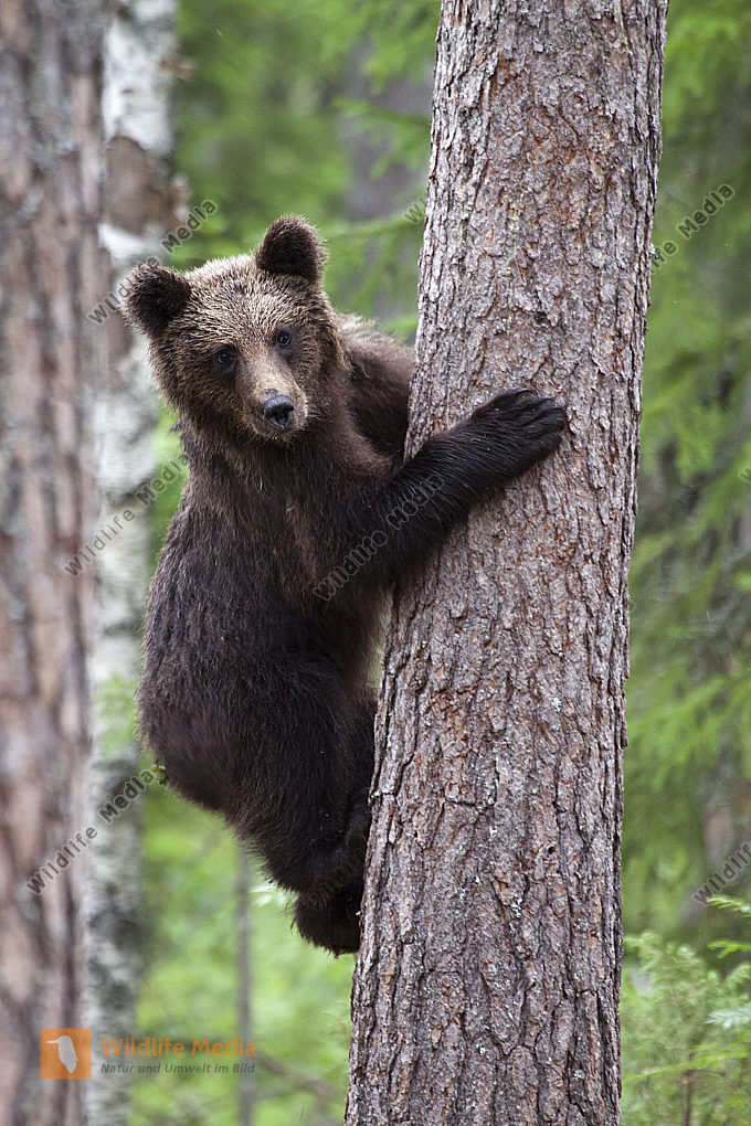 Braunbär Jungtier