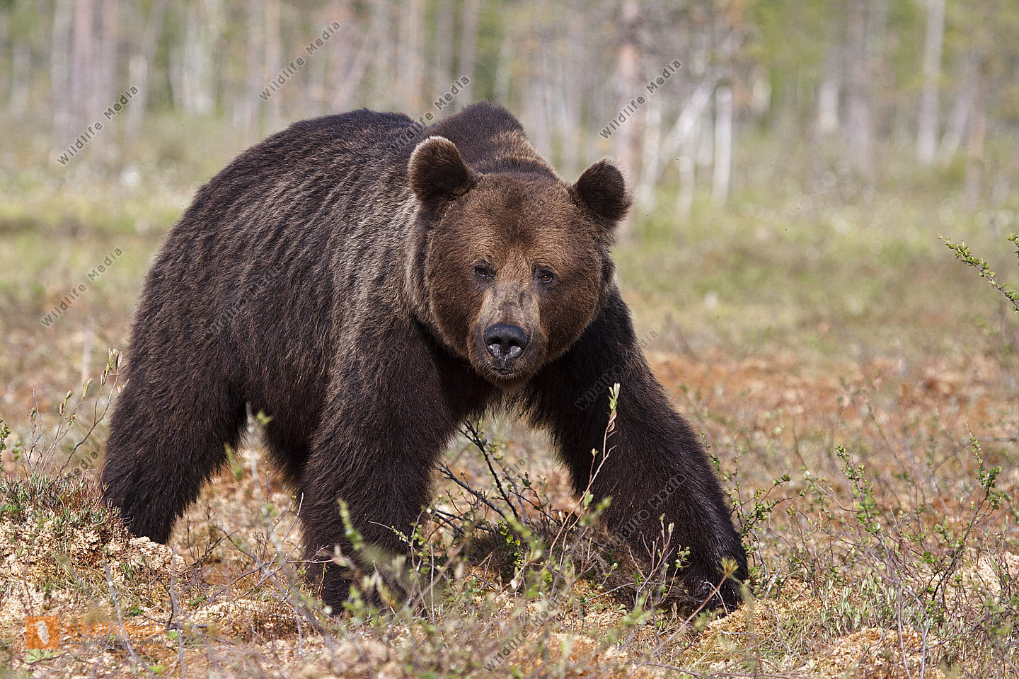 Braunbär