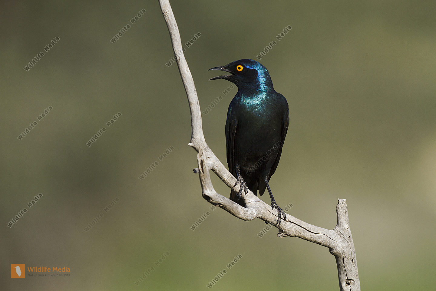 Rotschulter Glanzstar Bild bestellen Naturbilder bei Wildlife Media