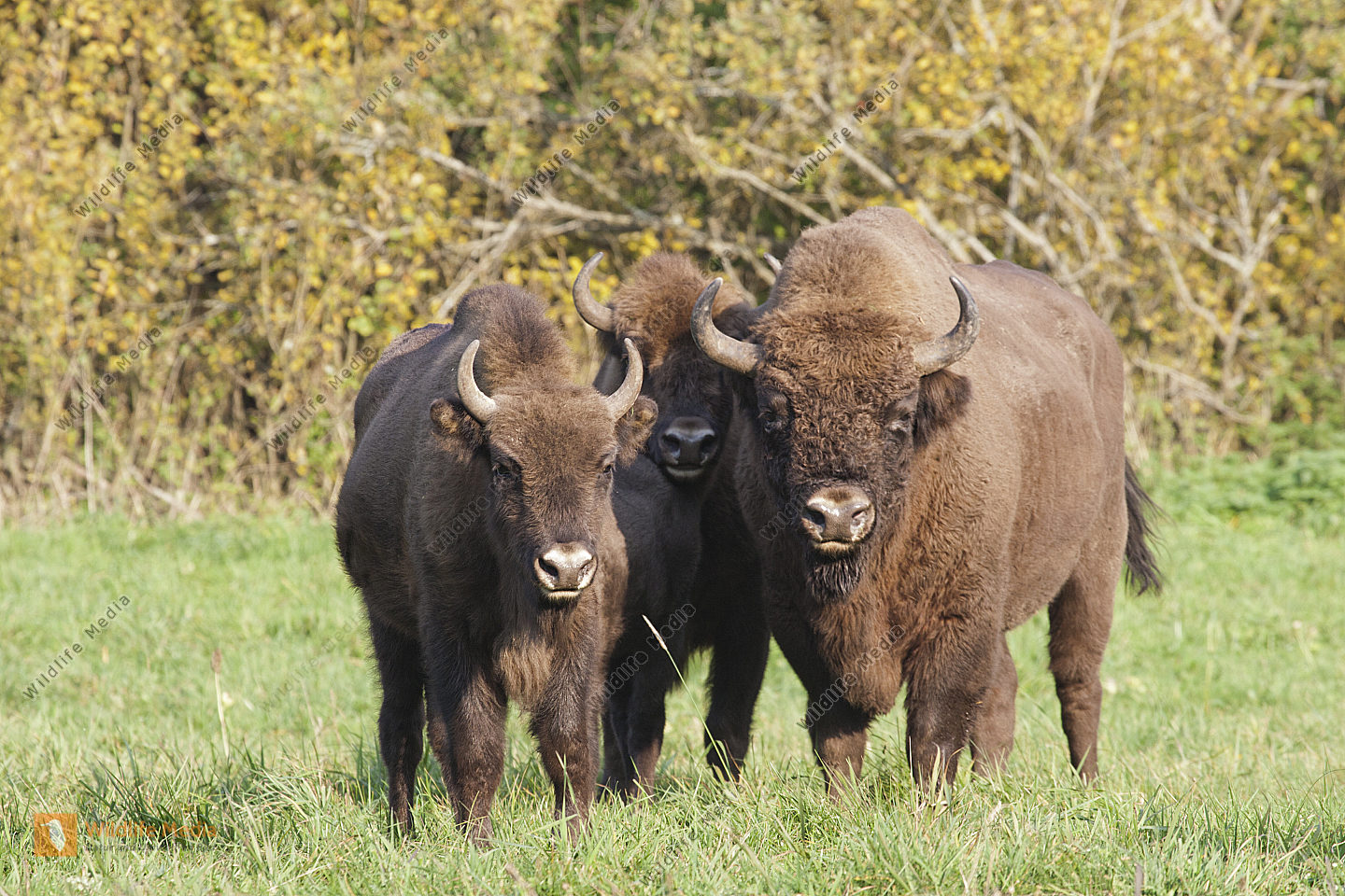 Wisent Gruppe