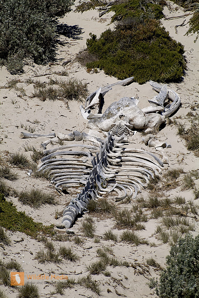 Zoologie Bild bestellen Naturbilder bei Wildlife Media
