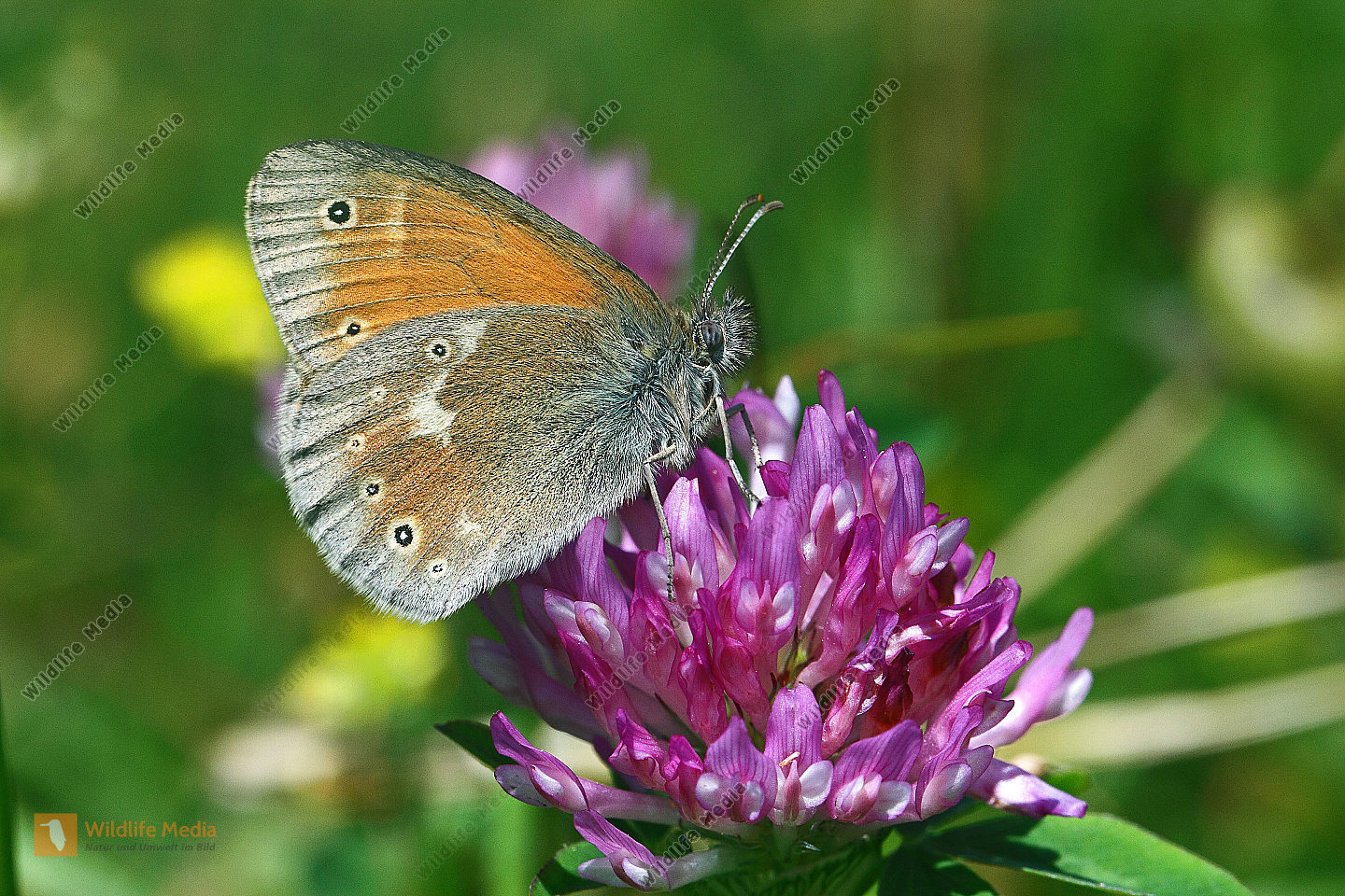 Großes Wiesenvögelchen Bild bestellen Naturbilder bei Wildlife Media