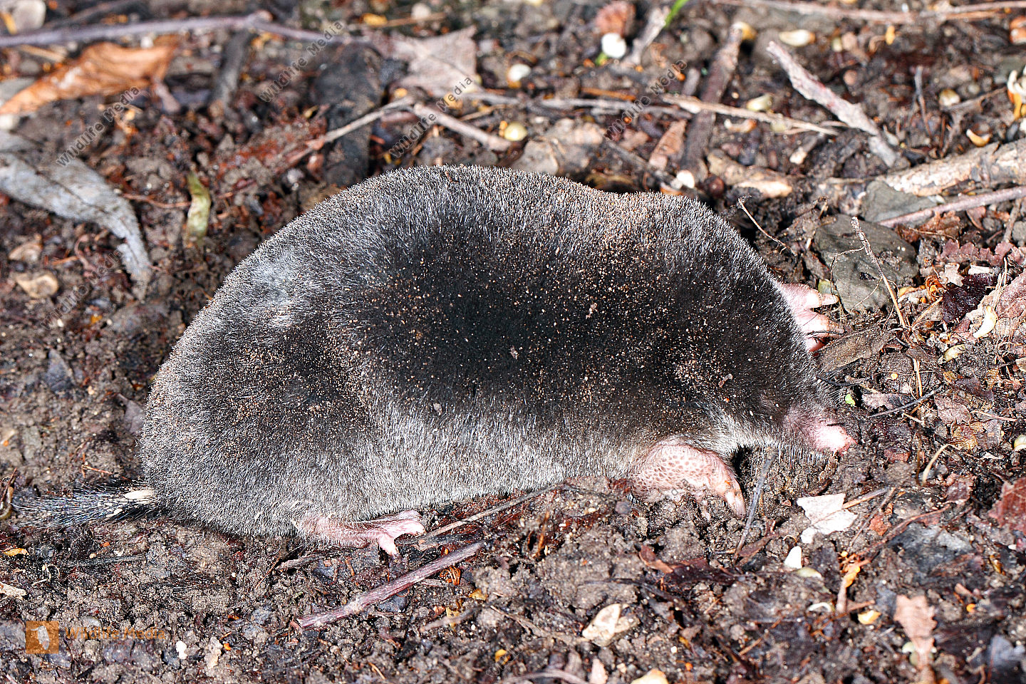 Maulwurf Bild Bestellen Naturbilder Bei Wildlife Media Maulwurf Bild Bestellen Naturbilder Bei Wildlife Media