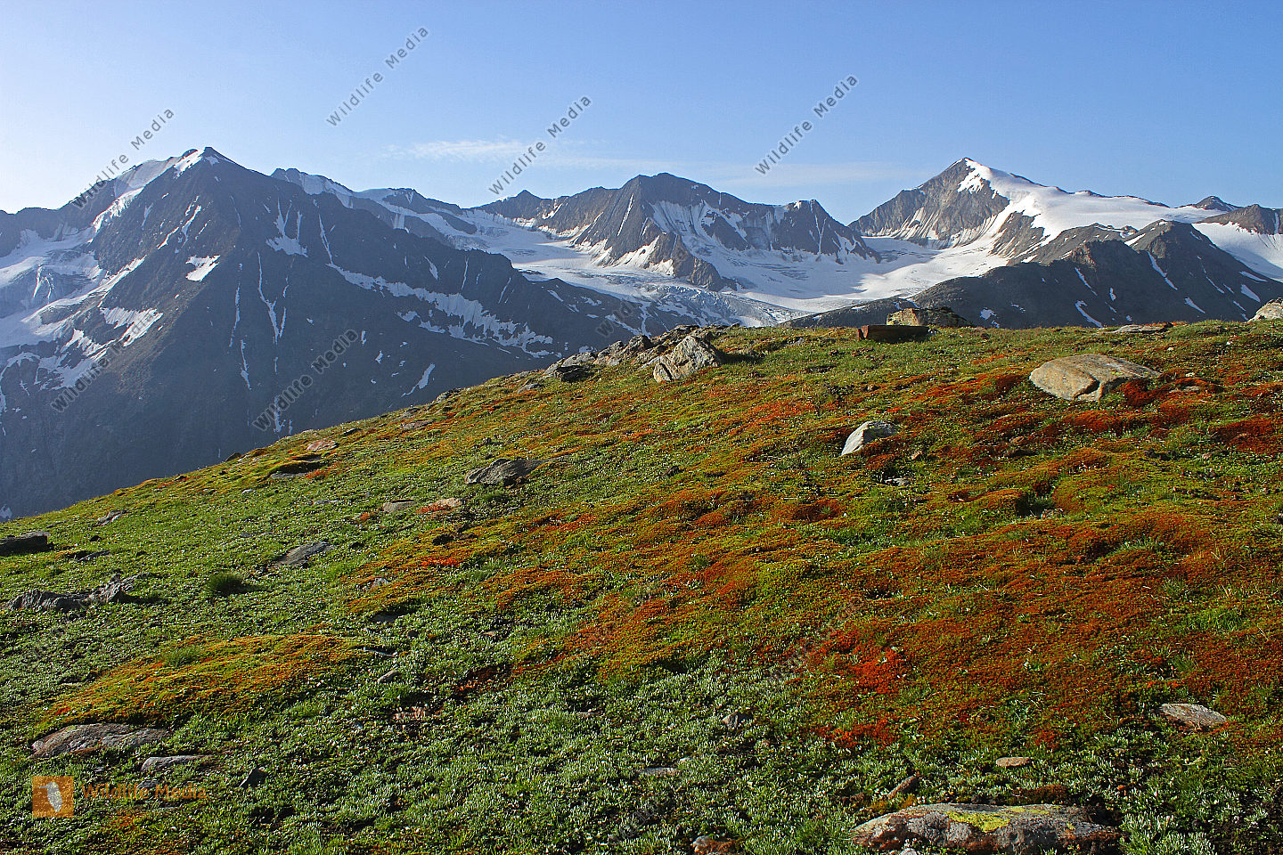 Bestellen - Similaun mit Ötztaler Alpen (Similaun mit Ötztaler Alpen ...
