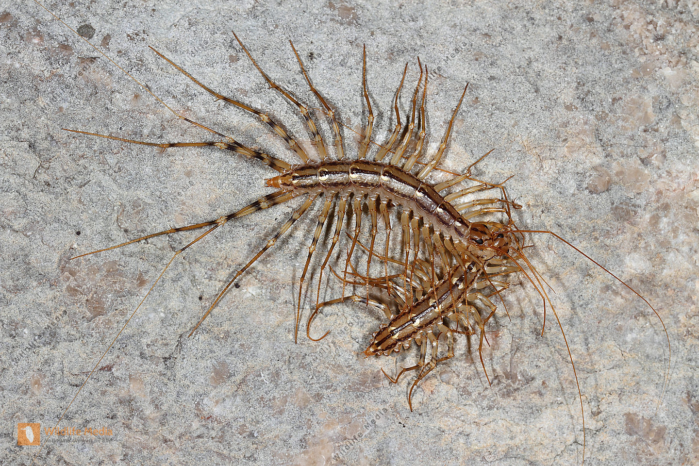 Hundertfüßer Naturbilder bei Wildlife Media