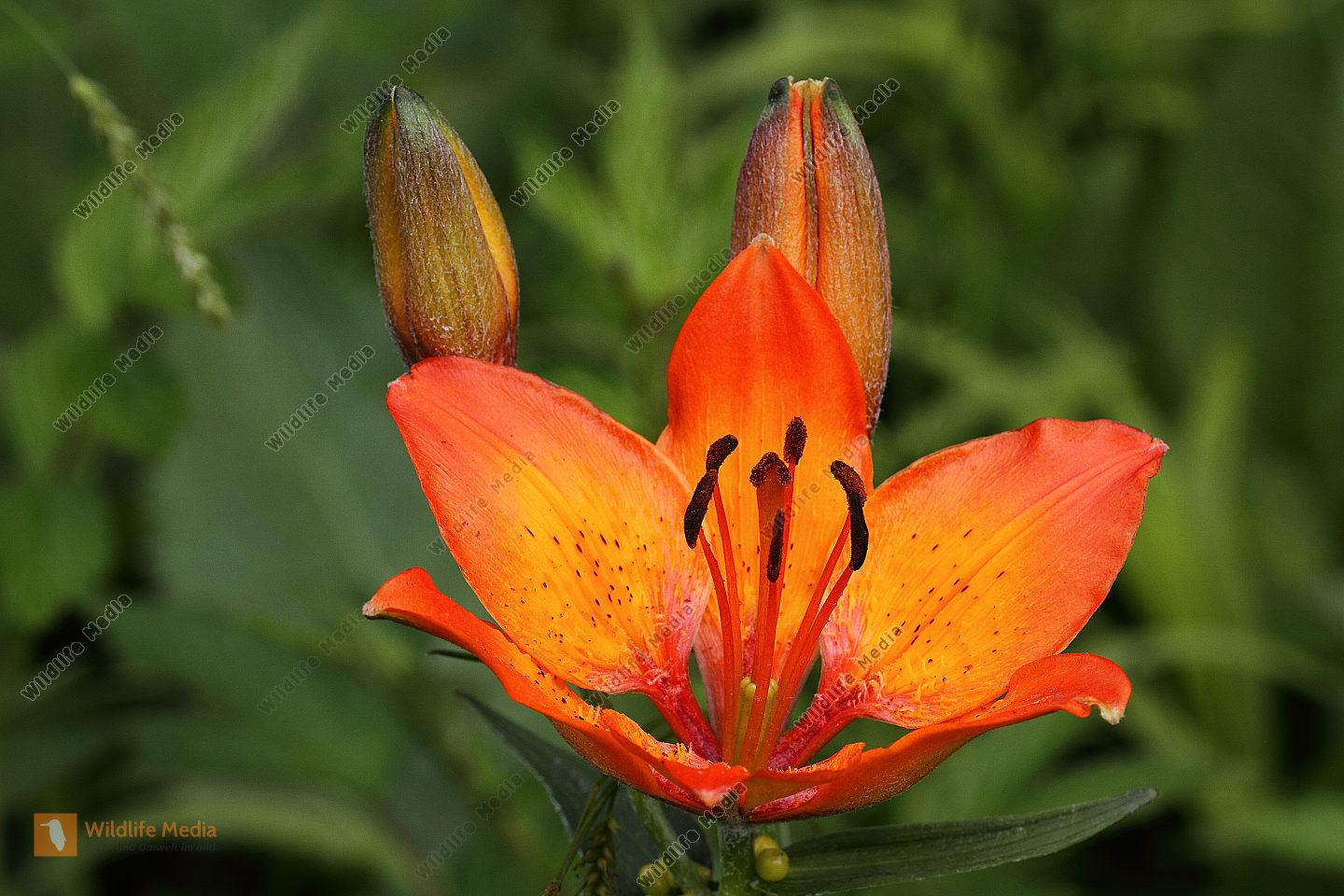 Bestellen Feuerlilie (Lilium bulbiferum) Bild Bildagentur
