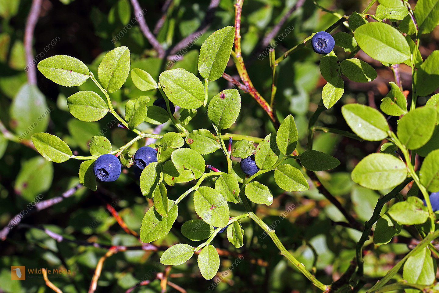 Versunkene Heidelbeeren - Rezepte Suchen
