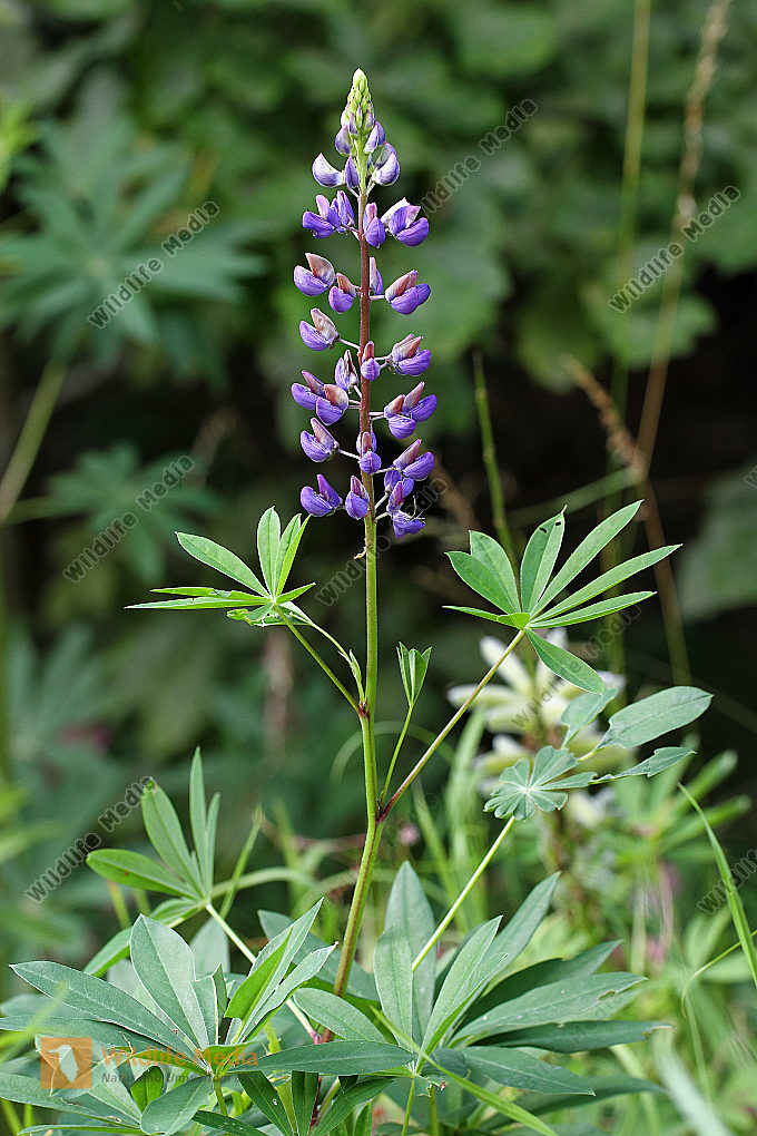Lupinie Bild bestellen Naturbilder bei Wildlife Media
