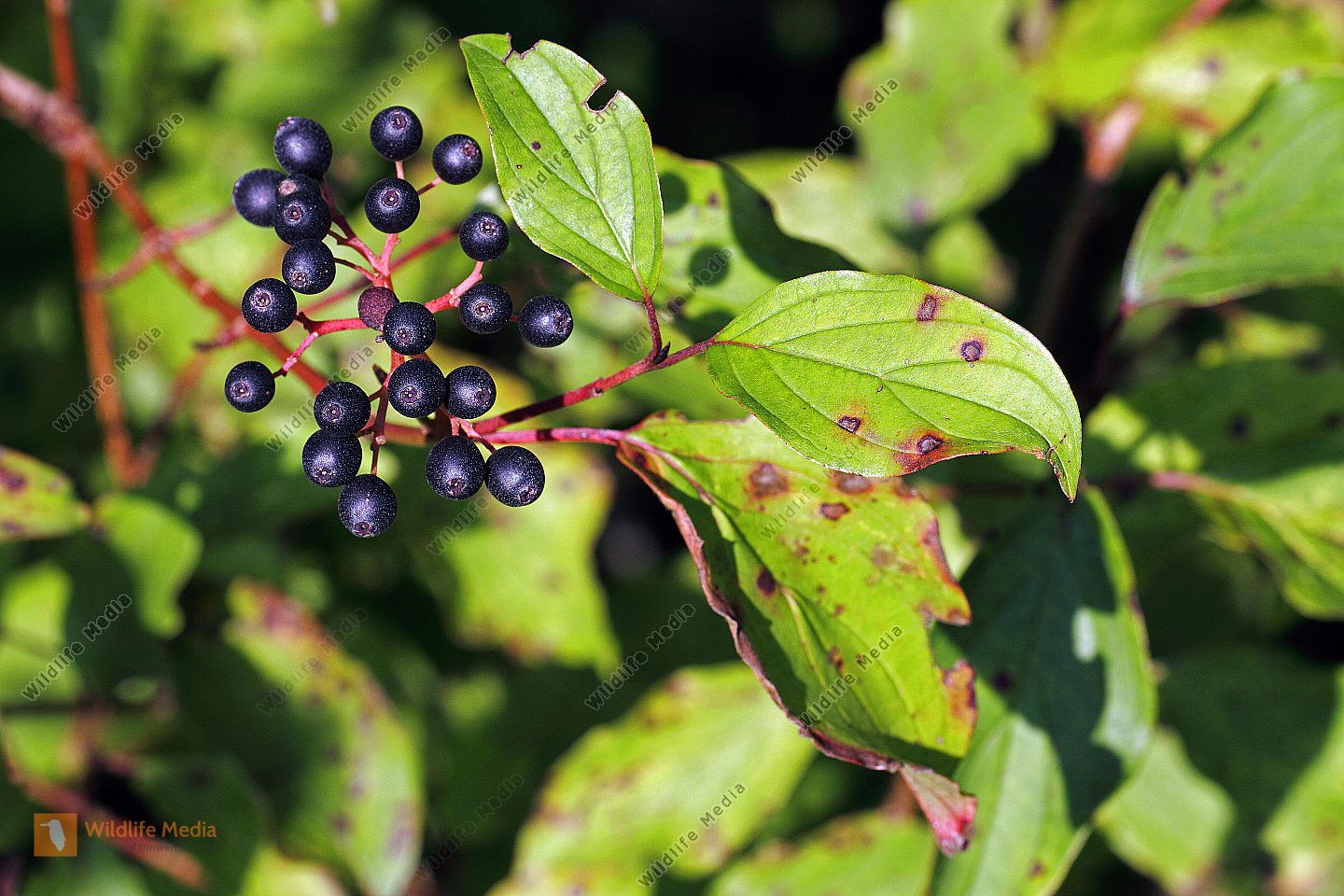 Roter Hartriegel Bild bestellen Naturbilder bei Wildlife Media