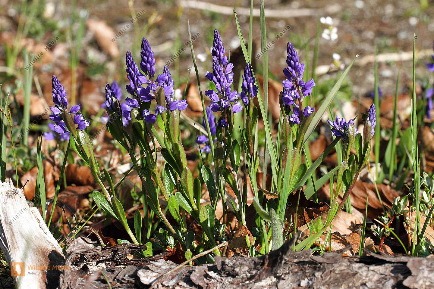 Bestellen Bittere Kreuzblume (Polygala amara) Bild Bildagentur