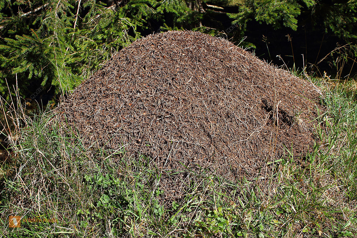 Bestellen - Ameisenhaufen Rote Waldameise (Formica rufa) Bild - Bildagentur