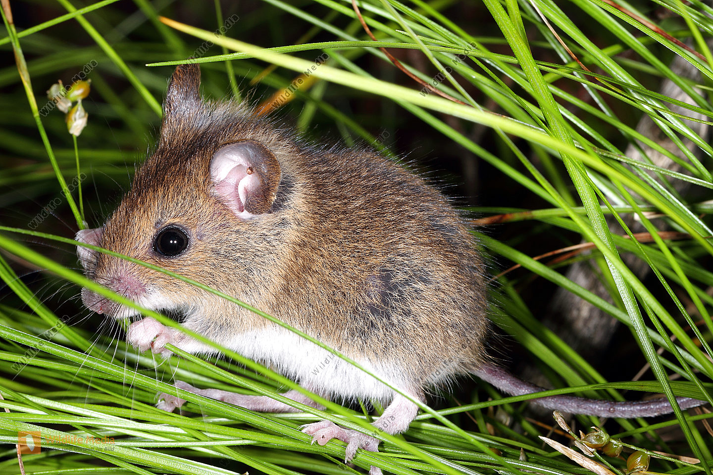 Bestellen Waldmaus (Apodemus sylvaticus) in freier Wildbahn Bildagentur
