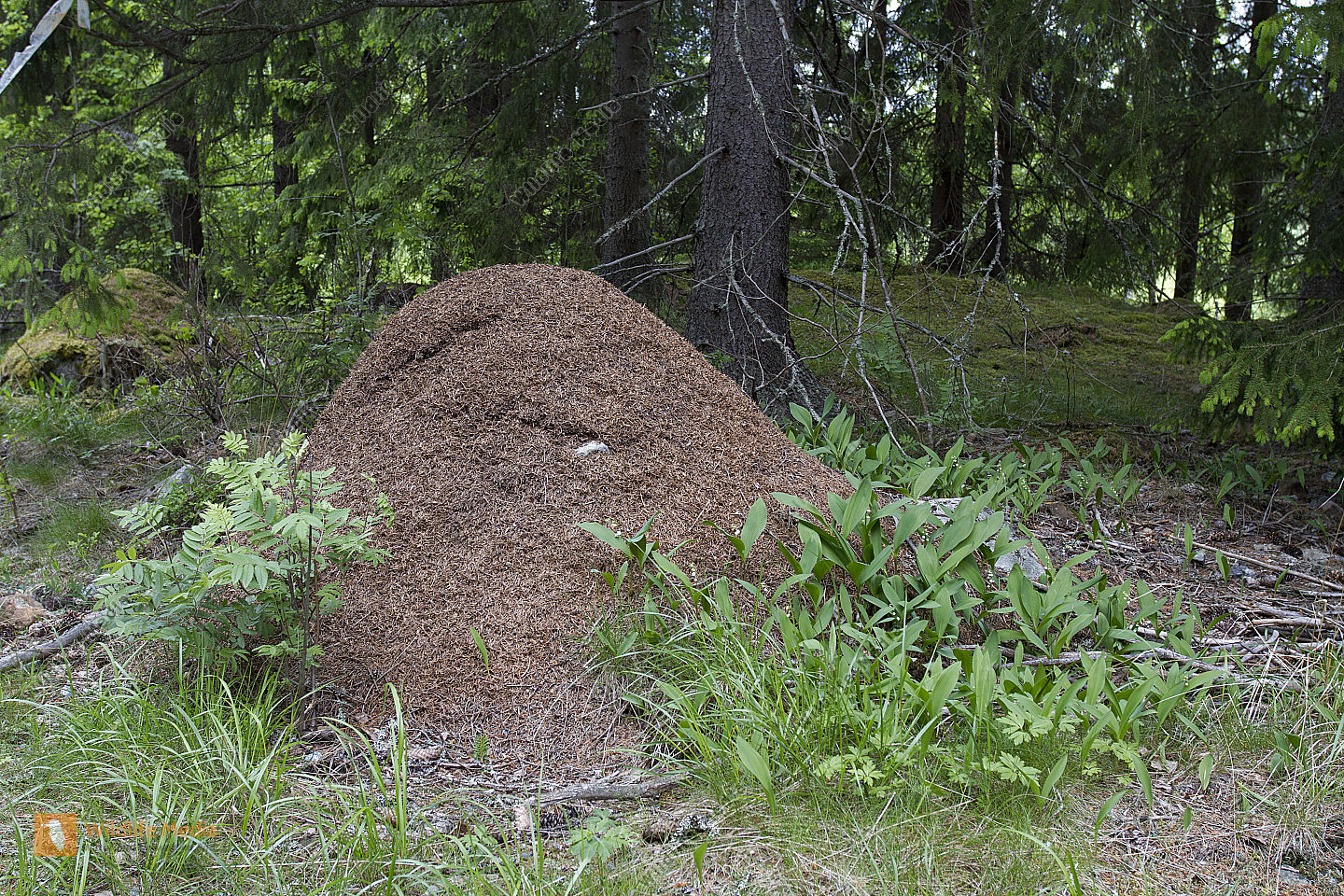 Ameisenhaufen Bilder - Wildlife Media Bildagentur - Natur und Umwelt im ...