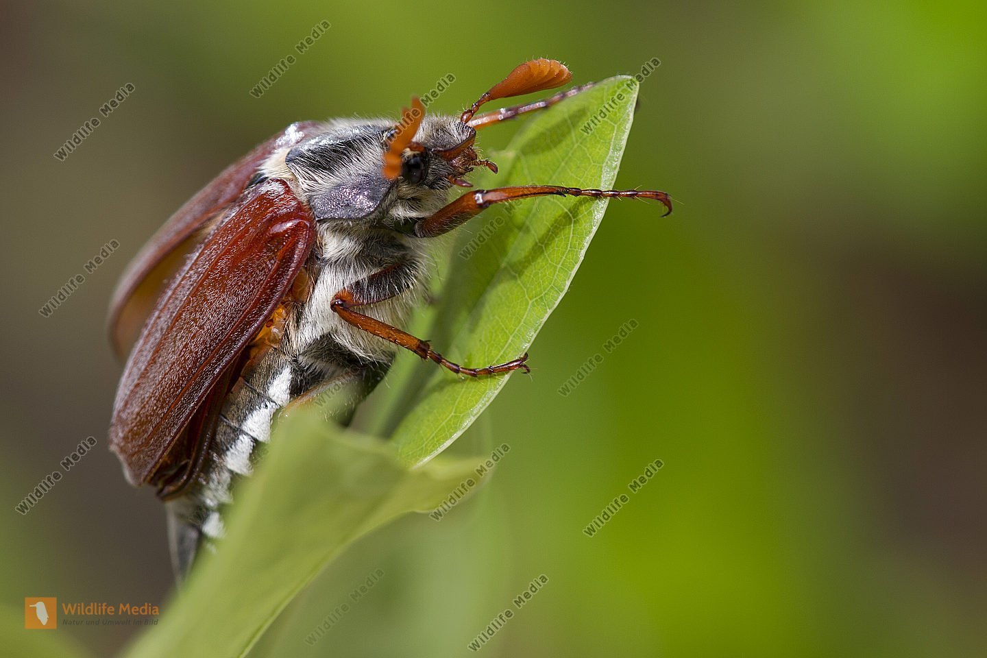 Feldmaik fer Common Cockchafer Melolontha Melolontha Bild Bestellen 