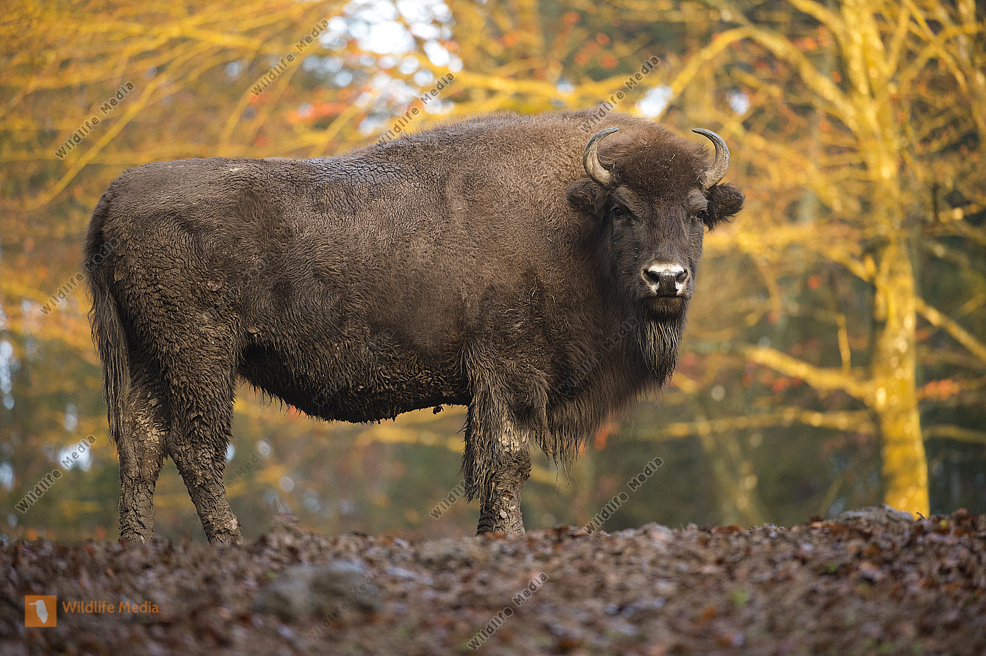 Europäische Bison Bison bonasus