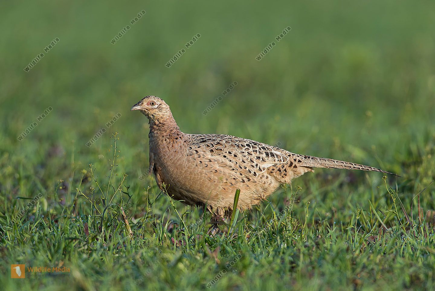 Fasan Phasianus colchicus Common Pheasant Bild bestellen Naturbilder