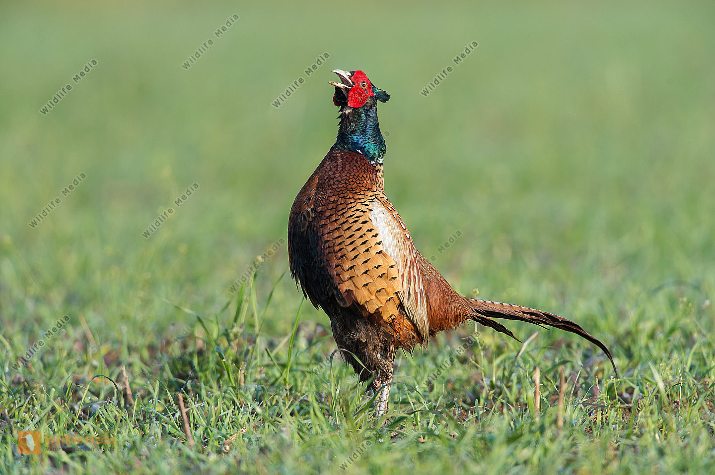 Fasan Phasianus colchicus Common Pheasant Bild bestellen - Naturbilder ...