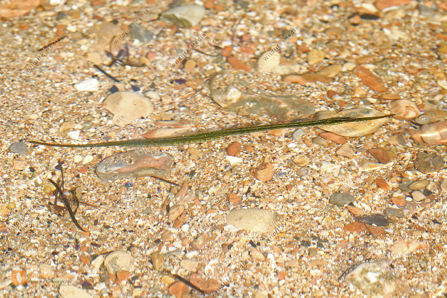 Grasnadel Bild bestellen Naturbilder bei Wildlife Media