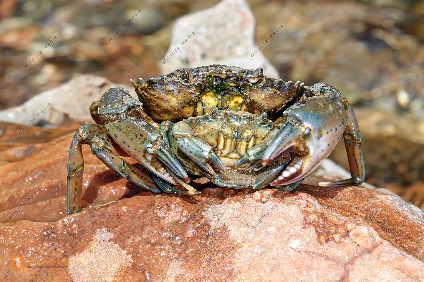 Krebstiere Naturbilder Bei Wildlife Media