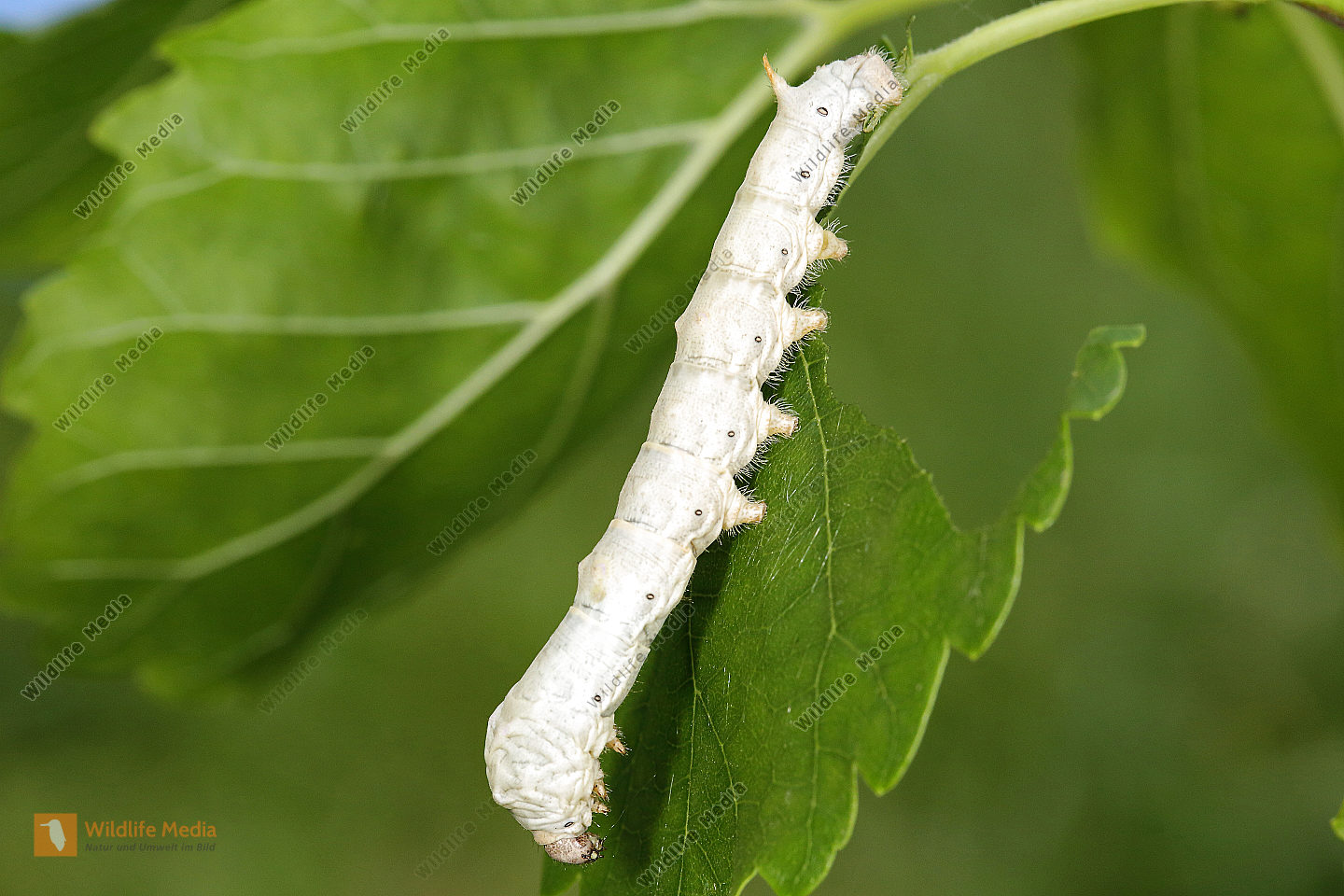 Echter Seidenspinner Raupe Naturbilder Bei Wildlife Media
