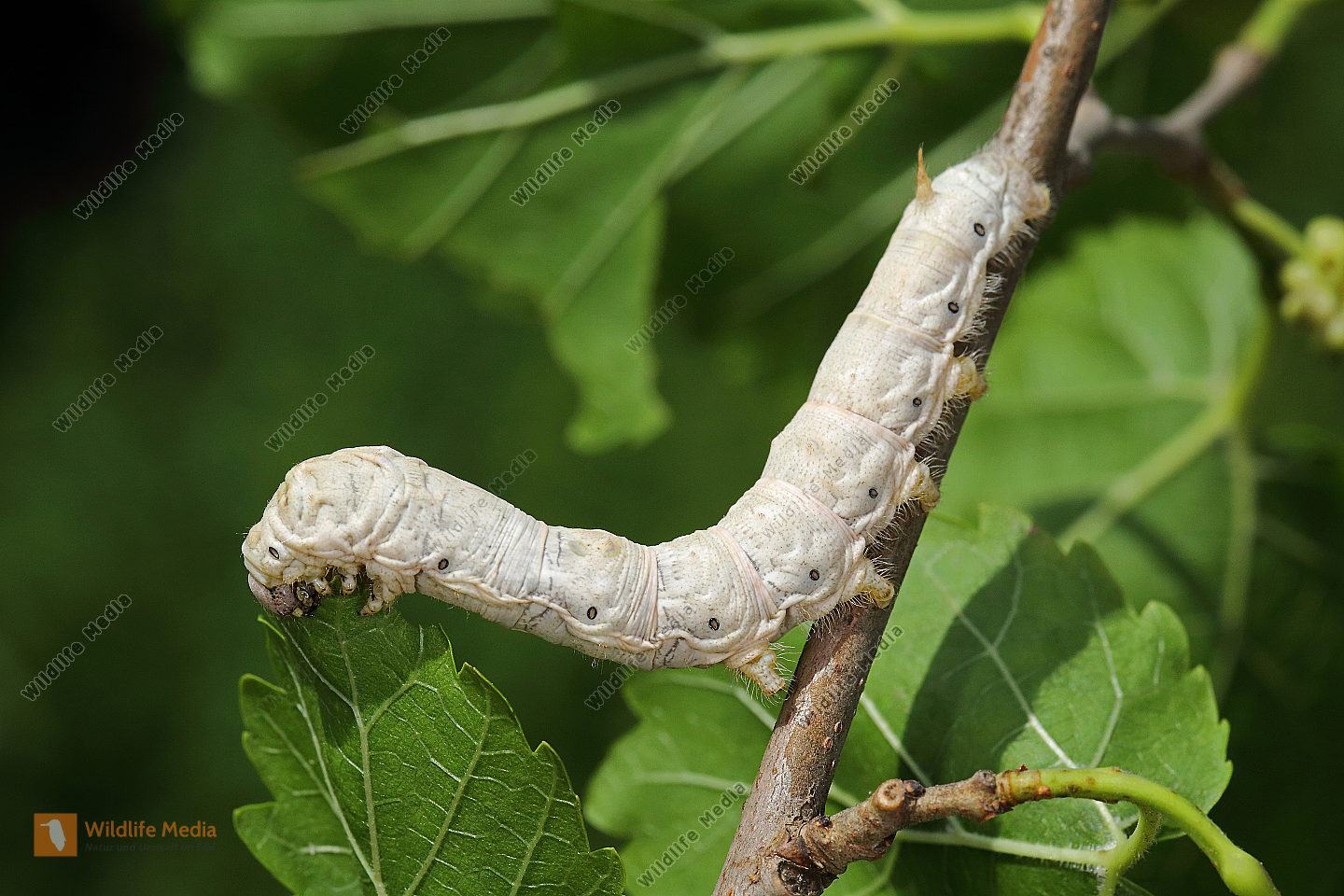 Echter Seidenspinner Raupe Naturbilder Bei Wildlife Media