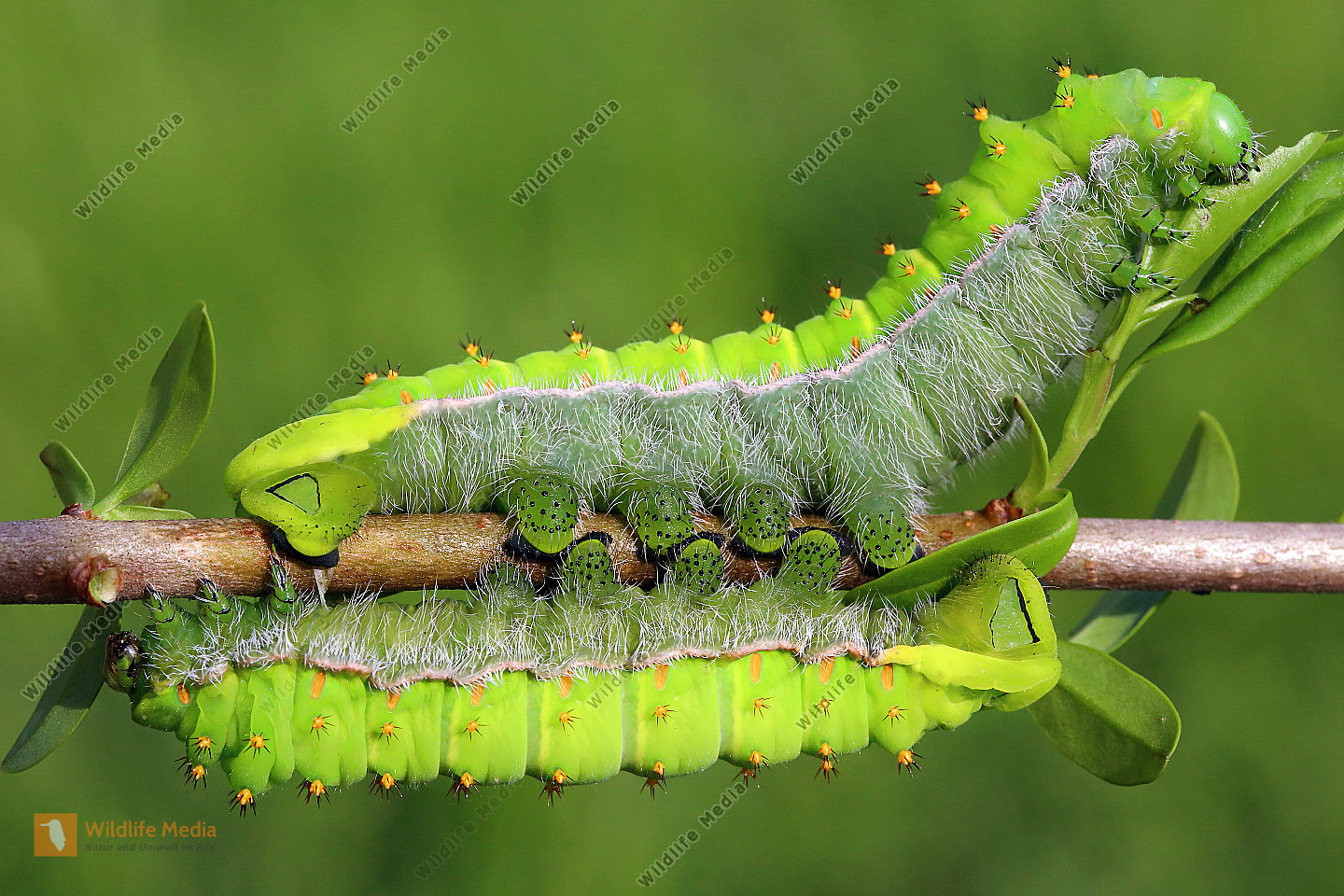 Orizaba Seidenspinner M nnchen Bild Bestellen Naturbilder Bei 