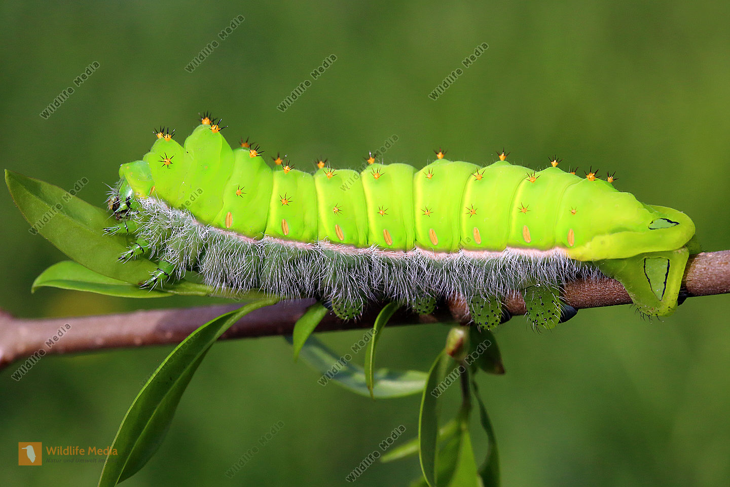 Orizaba Seidenspinner Raupe Naturbilder Bei Wildlife Media