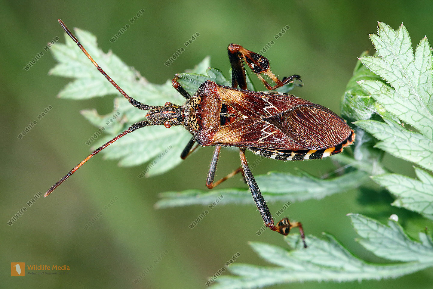 Amerikanische Kiefernwanze Bilder Wildlife Media Bildagentur Natur