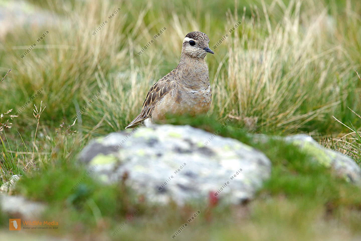 Mornellregenpfeifer Altvogel