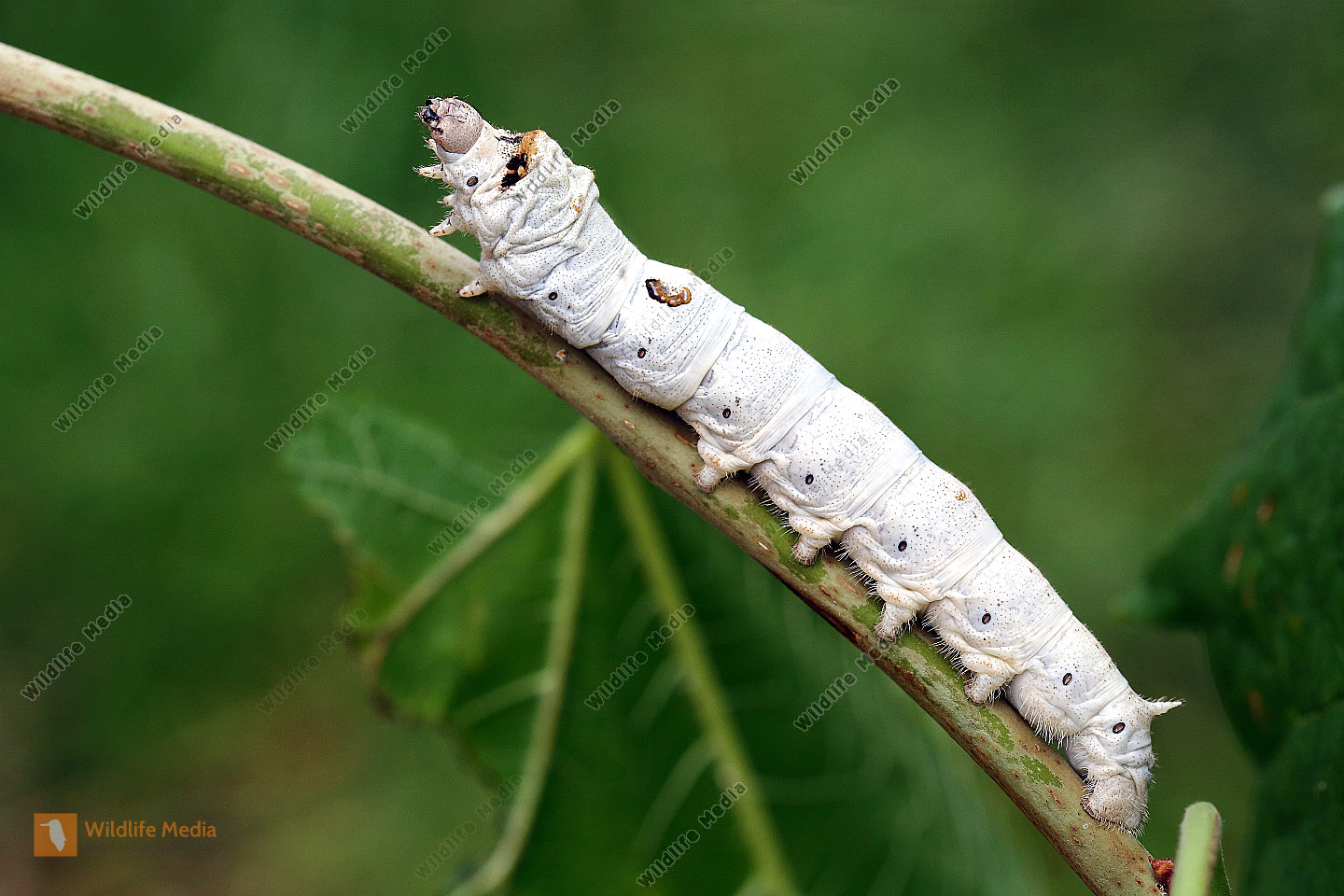 Echter Seidenspinner Raupe Naturbilder Bei Wildlife Media