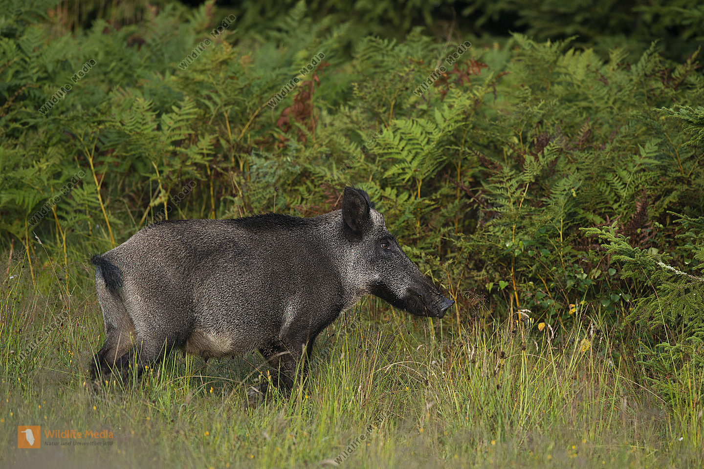Bestellen - Wildschwein Sus scrofa (Wildschwein Sus scrofa) Bild ...