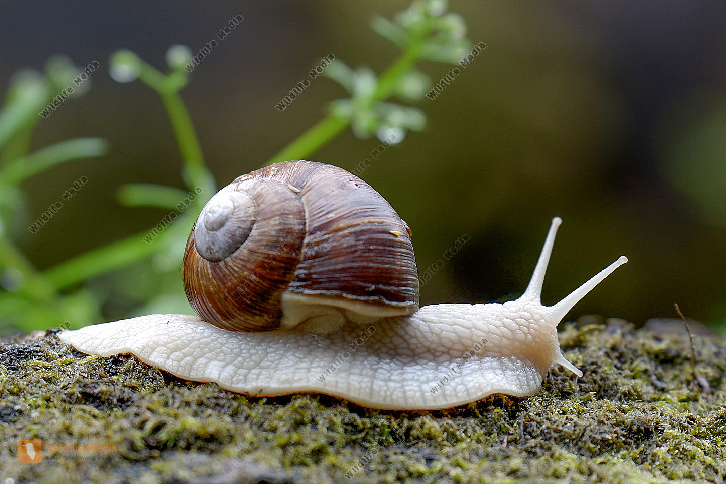 Weinbergschnecke (Helix pomatia) 1 Bild bestellen Naturbilder bei