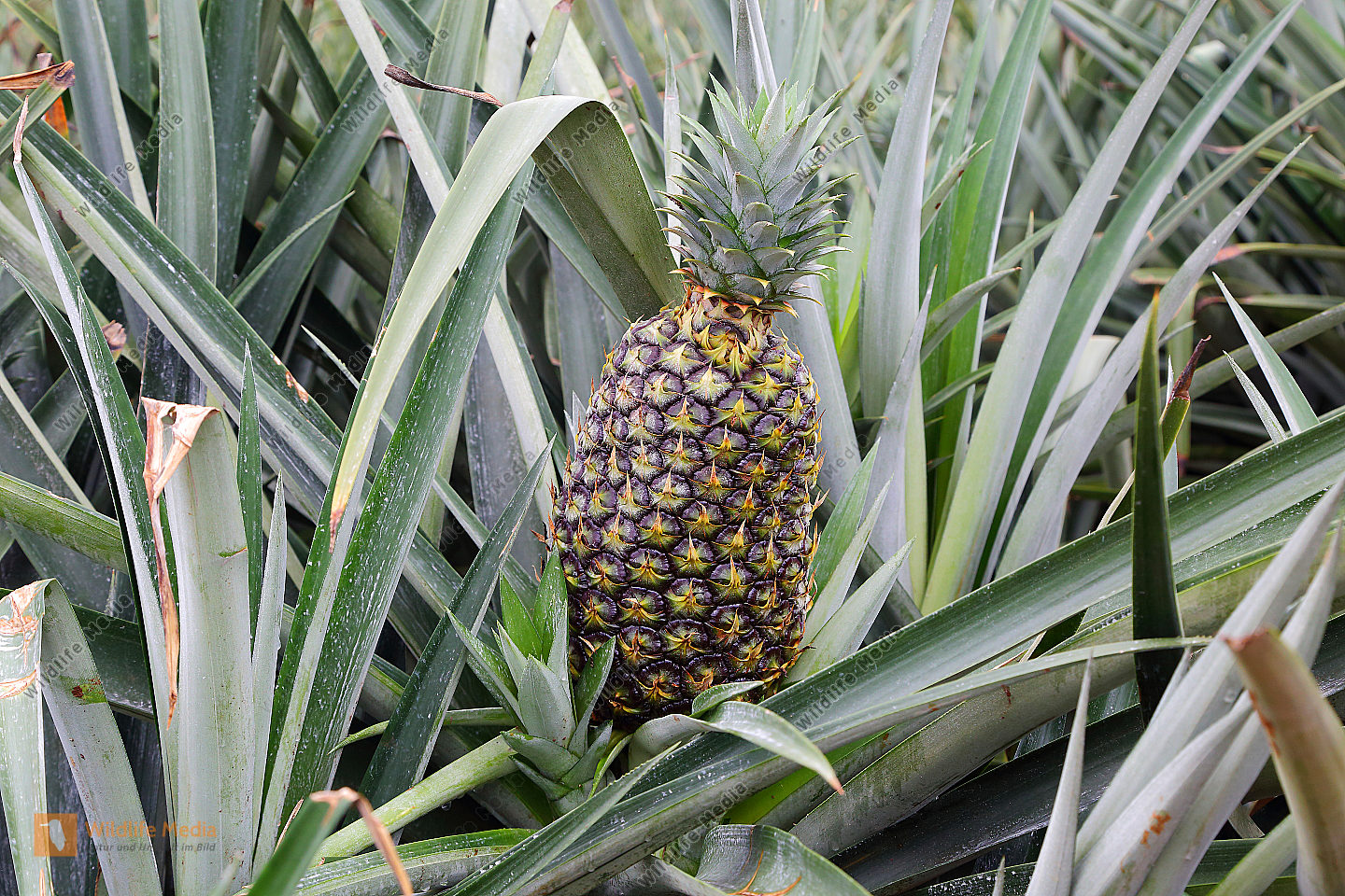 Ananas