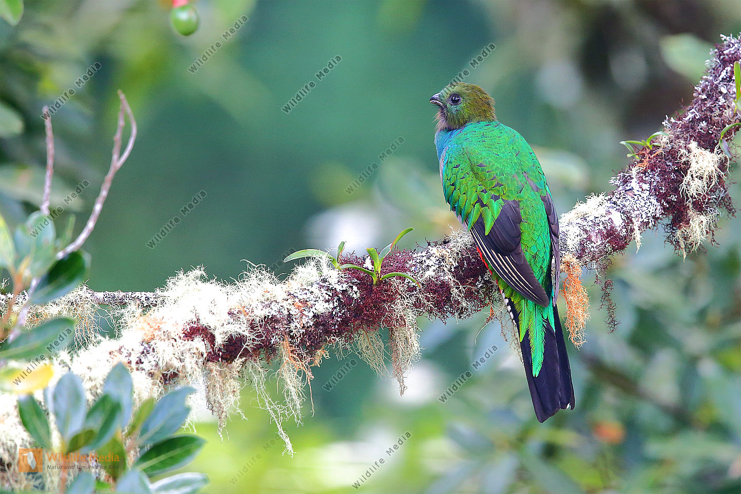 Quetzal Weibchen Bild bestellen Naturbilder bei Wildlife Media