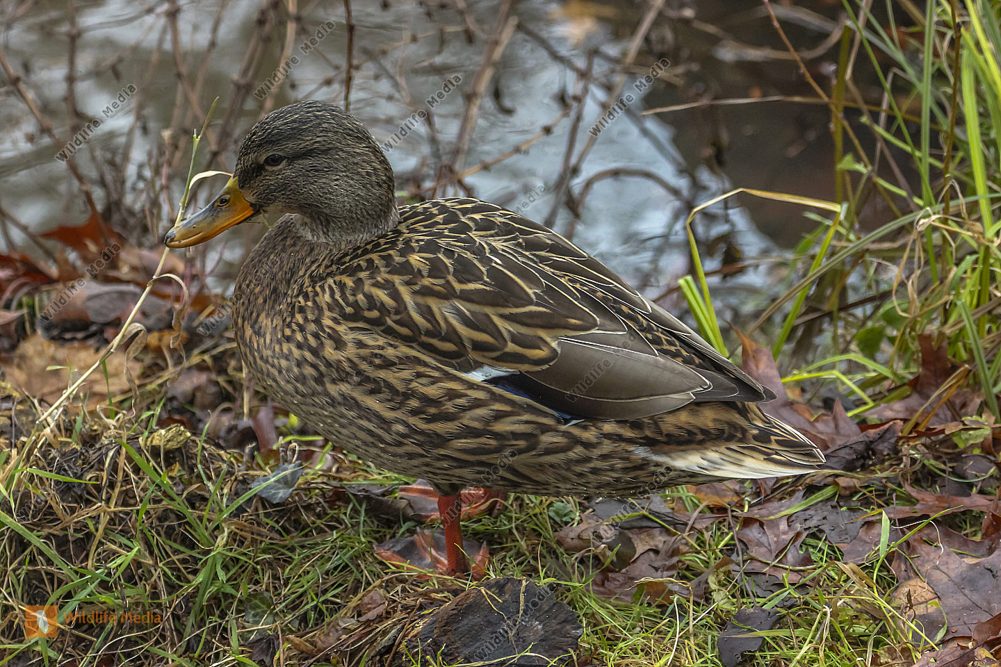 Stockenten Bilder Wildlife Media Bildagentur Natur und Umwelt im Bild