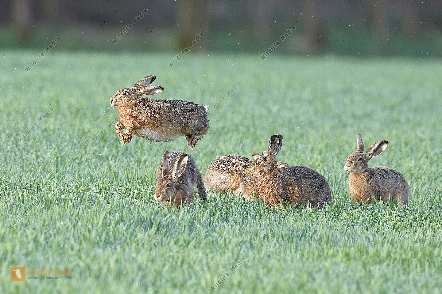 hasentiere Bilder Wildlife Media Bildagentur Natur und Umwelt im Bild