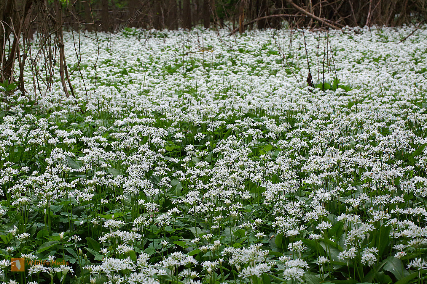 Bestellen - Bärlauch (Allium ursinum) Bild - Bildagentur