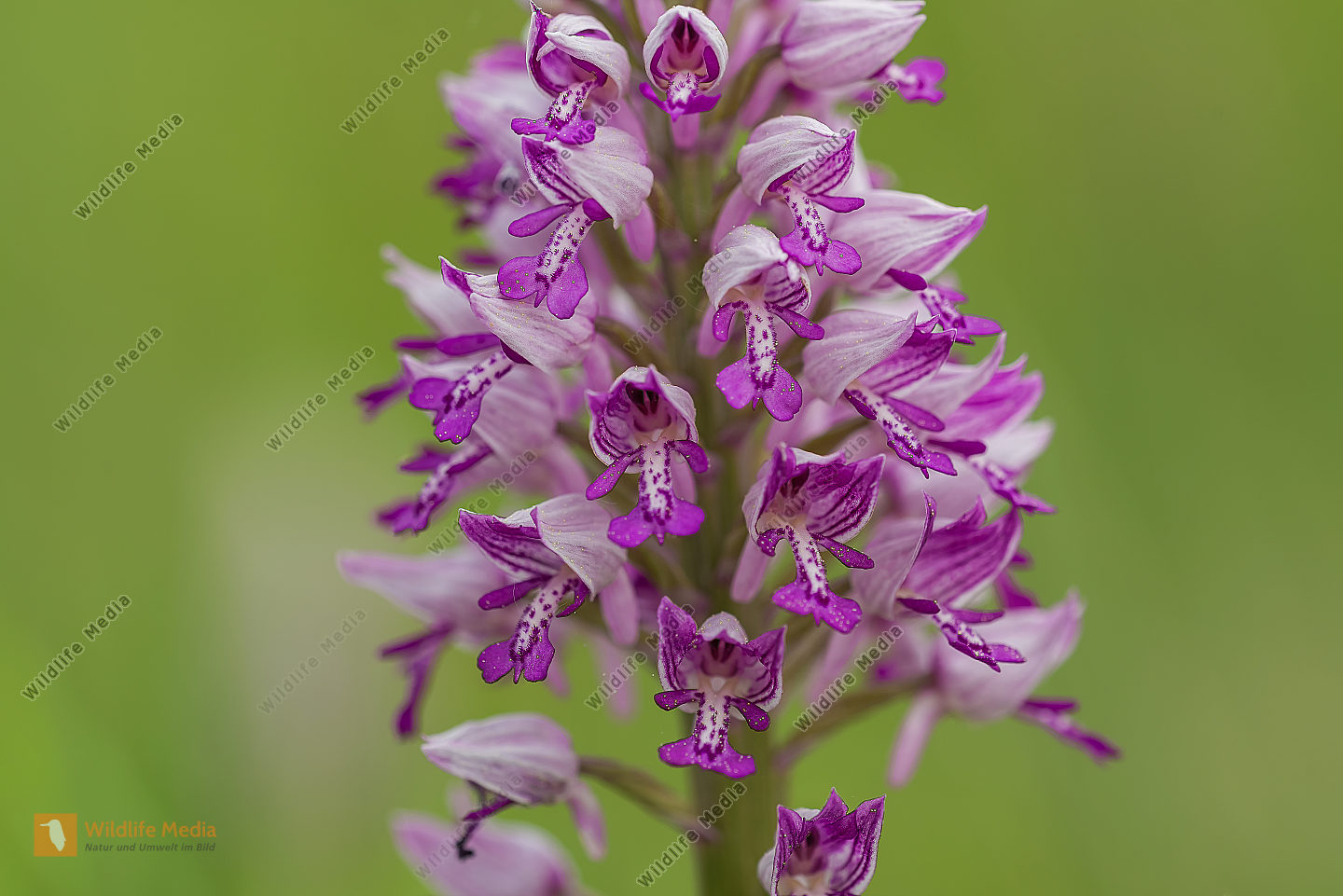 Helmknabenkraut Orchis militaris Military Orchid