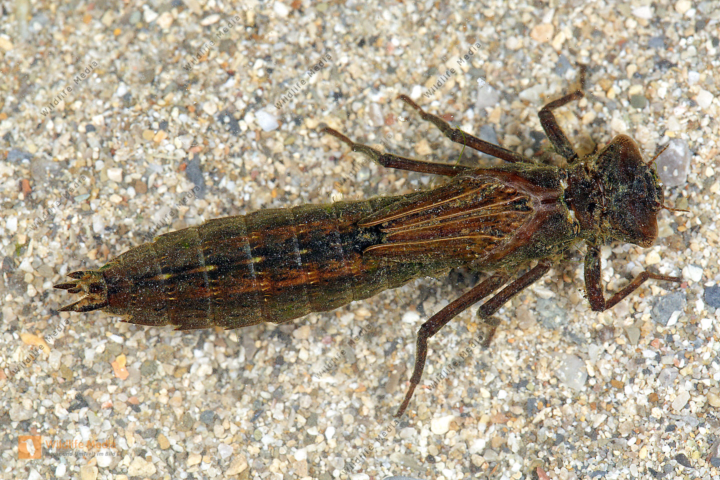 Libellenlarve Naturbilder bei Wildlife Media