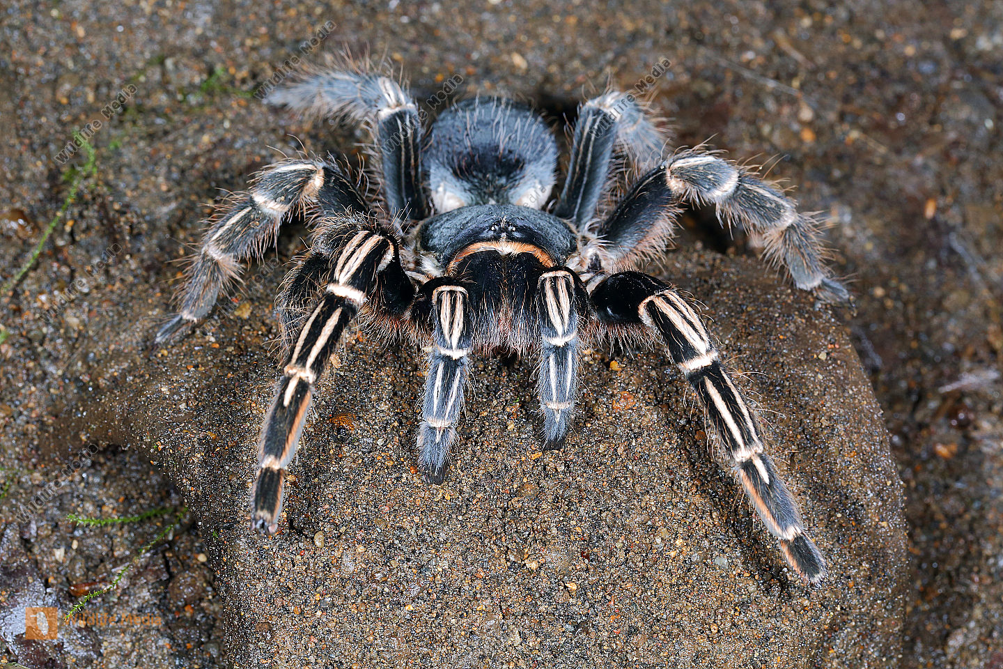 Gemeine Vogelspinne Vogelspinne Die Spinne Im Tierlexikon MSQVWU Gemeine Vogelspinne Vogelspinne Die Spinne Im Tierlexikon MSQVWU