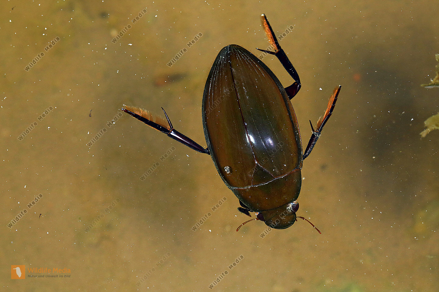 Bestellen Großer Kolbenwasserkäfer (Hydrous piceus) in freier