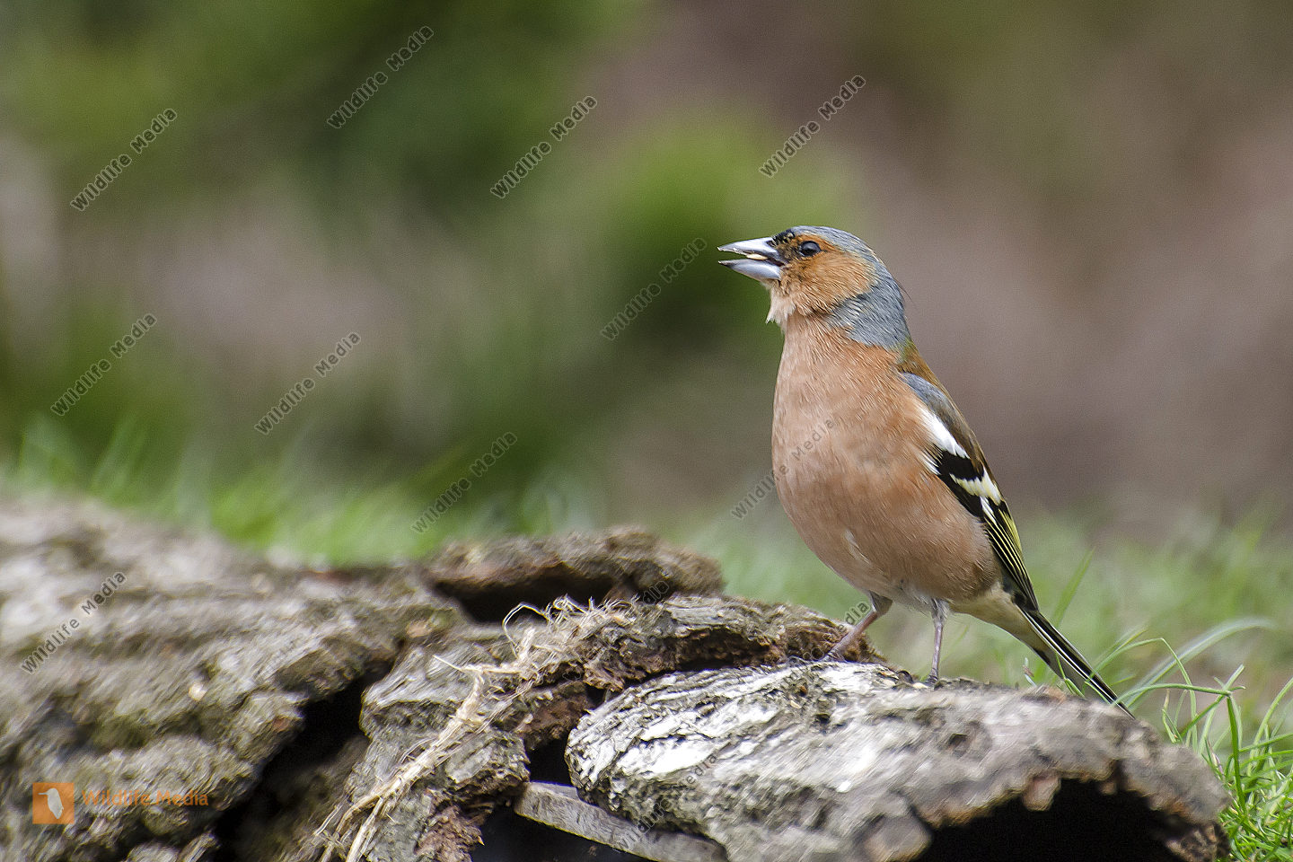 Bestellen Buchfink (Fringilla coelebs) in freier Wildbahn Bildagentur