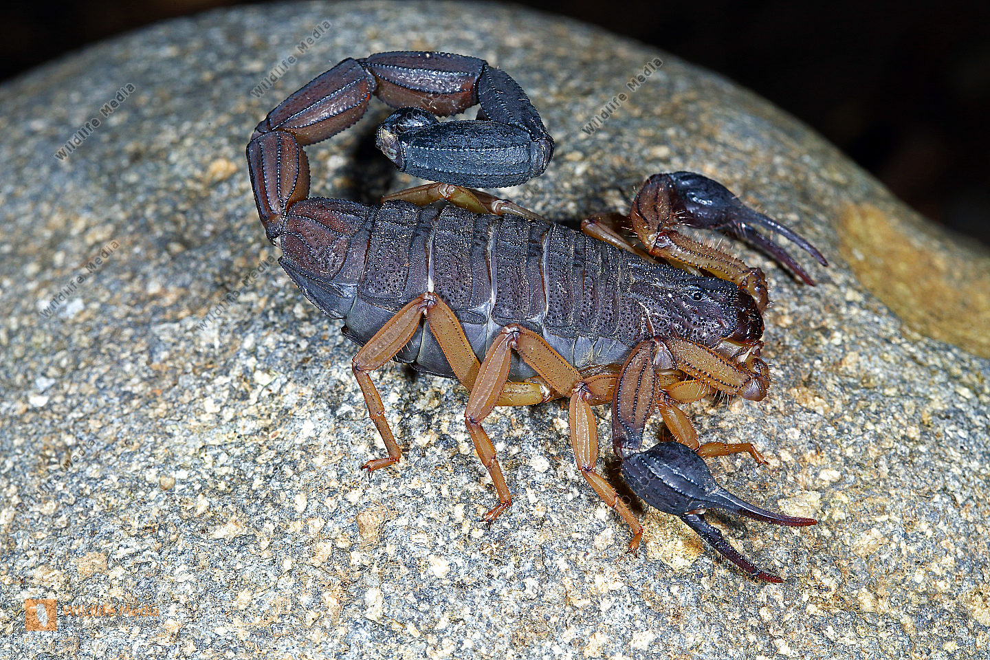 bestellen-skorpion-bicolor-centruroides-bicolor-in-freier-wildbahn
