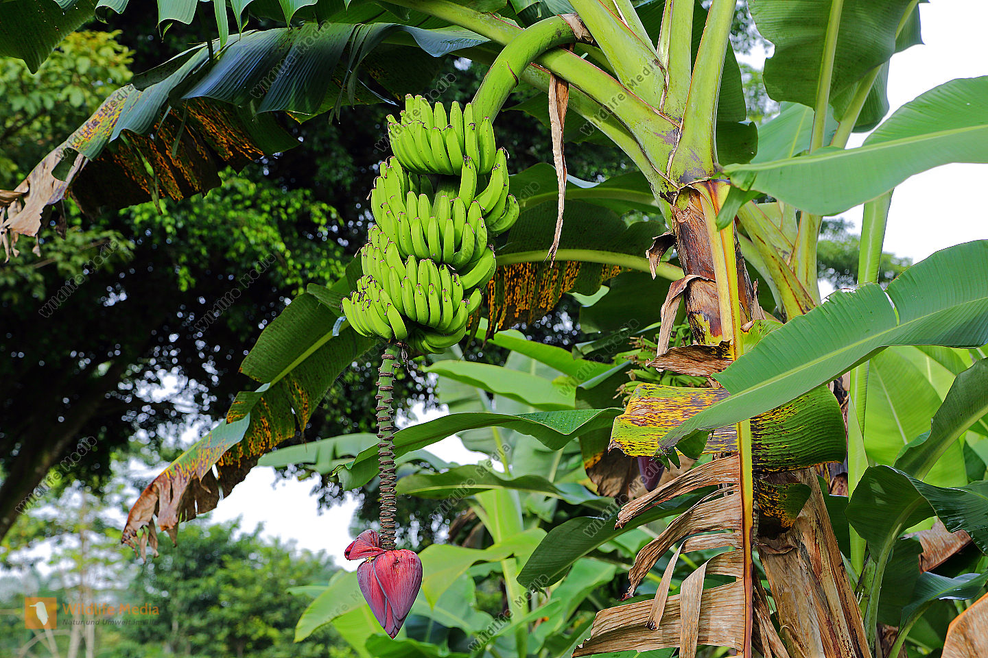 Bananenstaude Bild bestellen Naturbilder bei Wildlife Media
