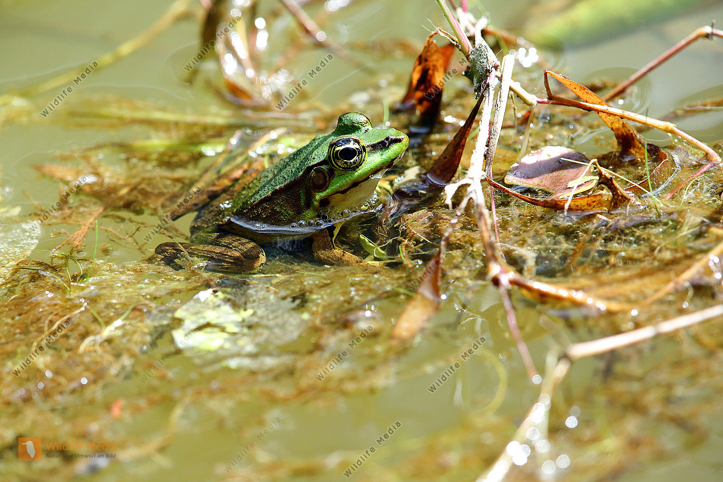 Pelophylax ridibundus Bild bestellen Naturbilder bei Wildlife Media