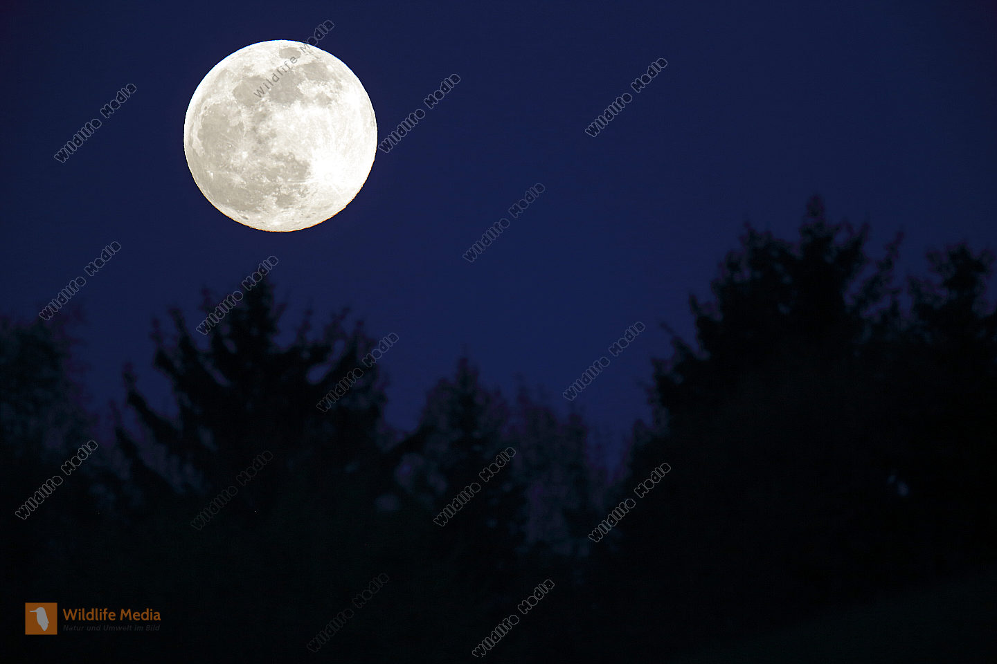 Bestellen Vollmond (Vollmond) Bild Bildagentur